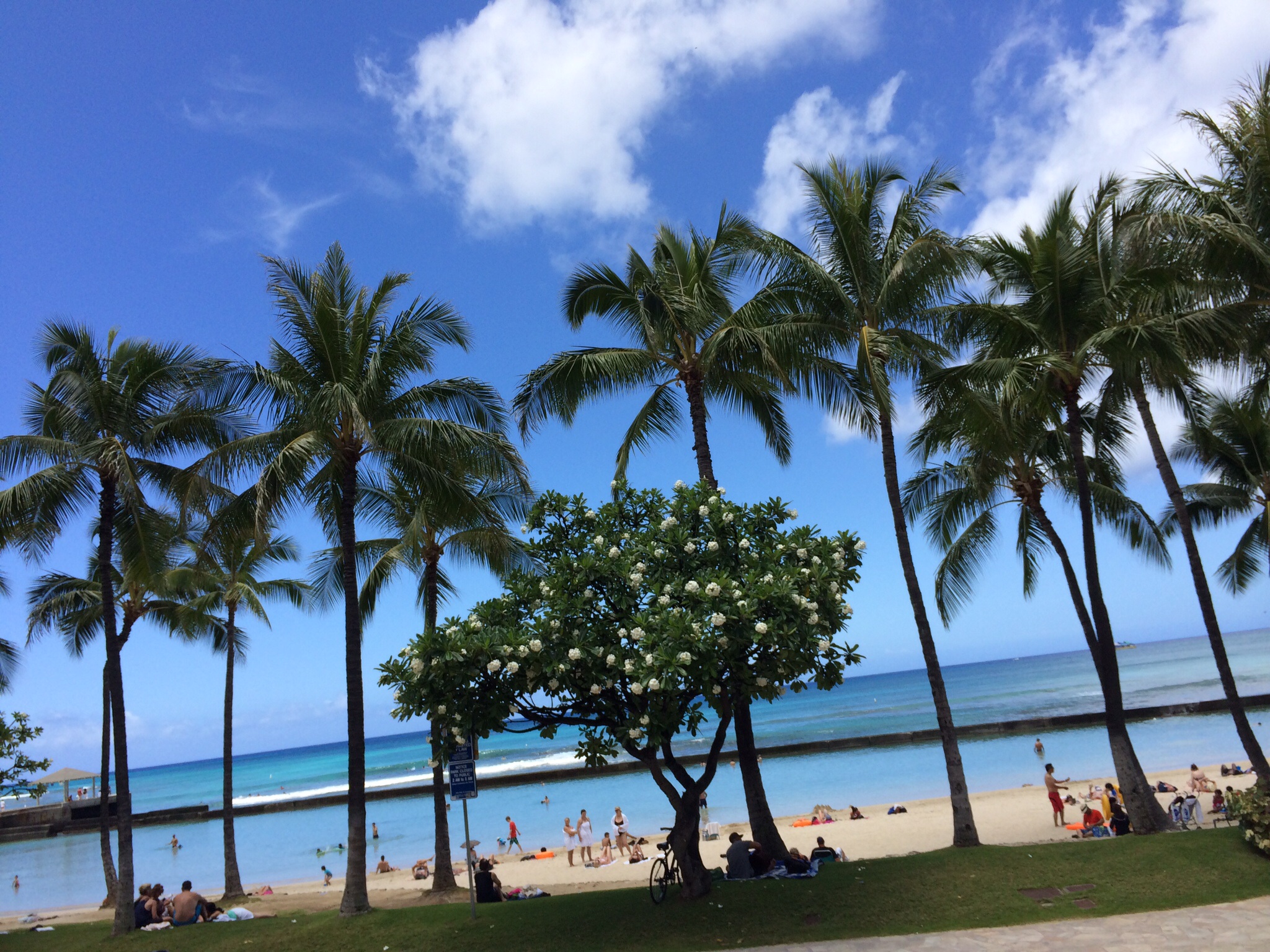 ハワイの景色 ｎｐｏ法人シルバーライフもも 理容ペペ