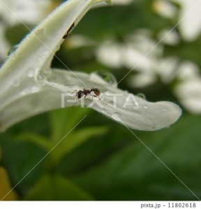 plxta