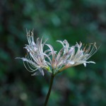 IMG_0024