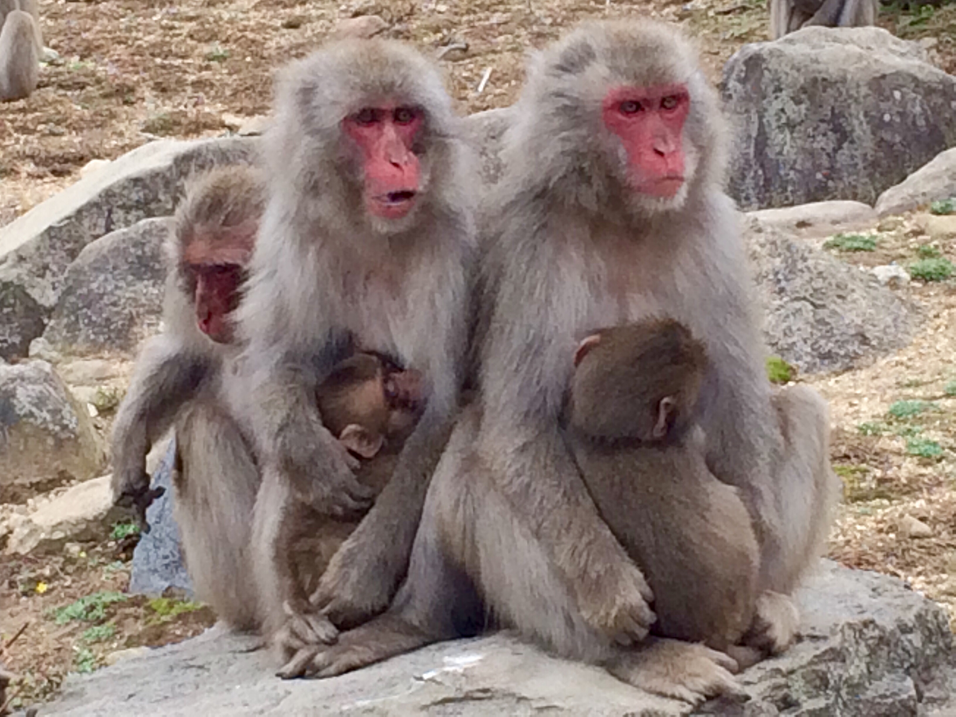 可愛い猿たち ｎｐｏ法人シルバーライフもも 理容ペペ