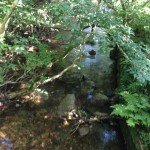 IMG_1165