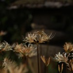 IMG_1040[1]