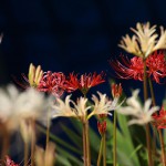 IMG_1056[1]