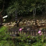 IMG_1061[1]